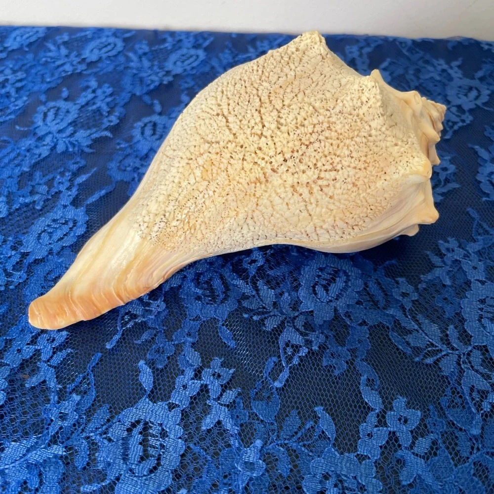 Conch Beach Shell - Picture 3 of 10